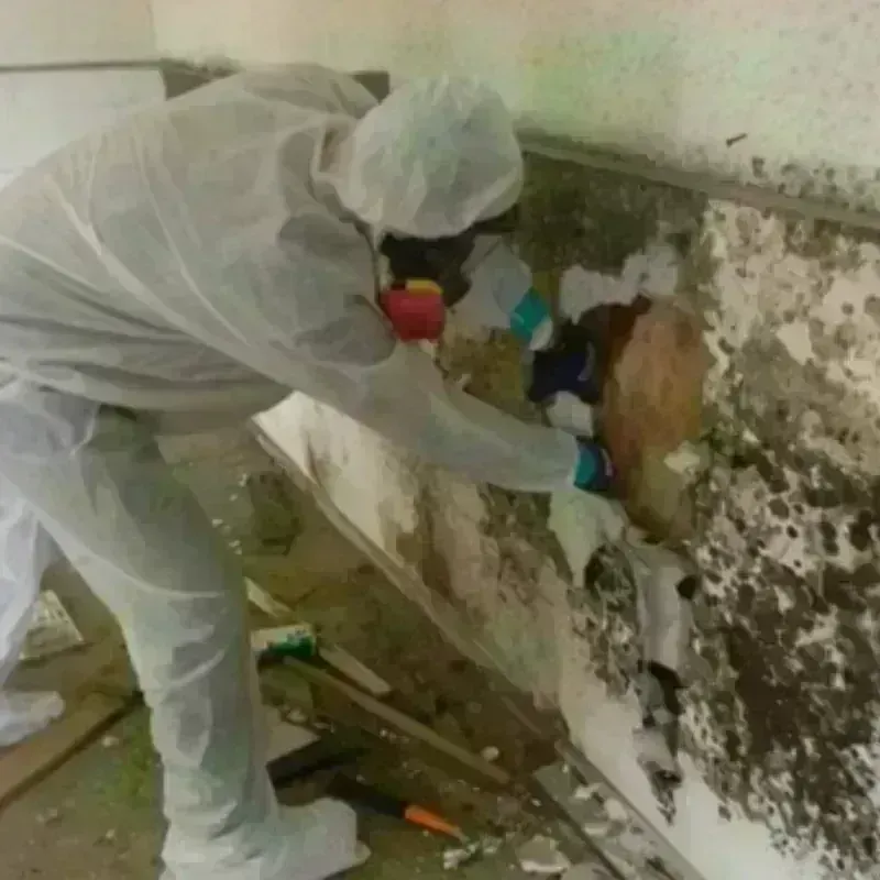 Mold Remediation and Removal in Desert Hot Springs, CA